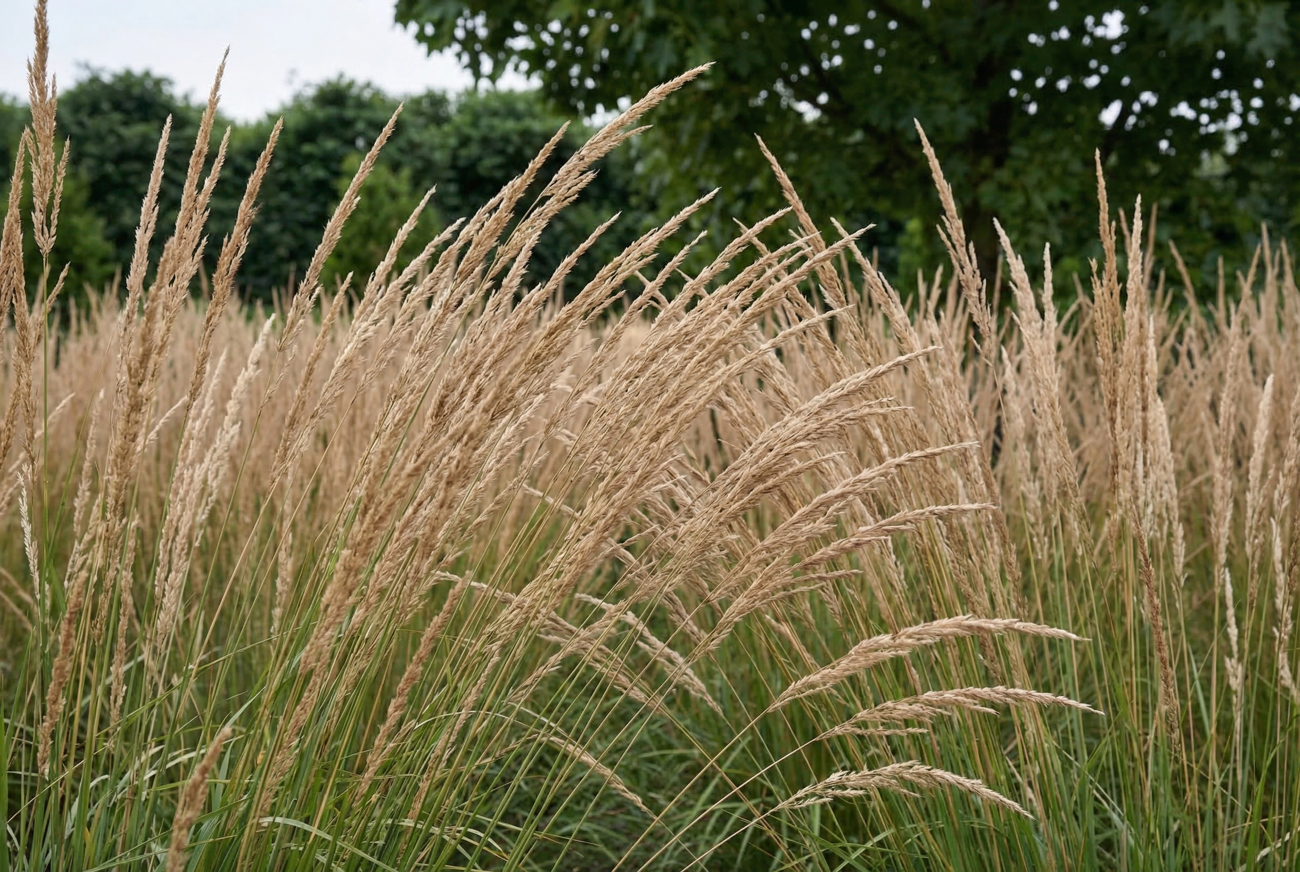 Молиния тростниковая